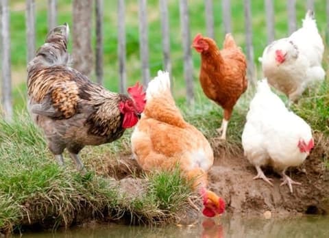 Des poules dans une ferme partenaire